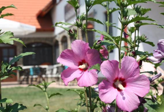 Apartament Velociped Vendeghaz